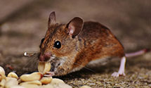 24 Hour & Emergency Exterminators in Mc Kean, PA